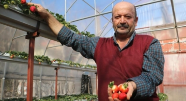 Depremzede adam serasında çilek üretimine başladı