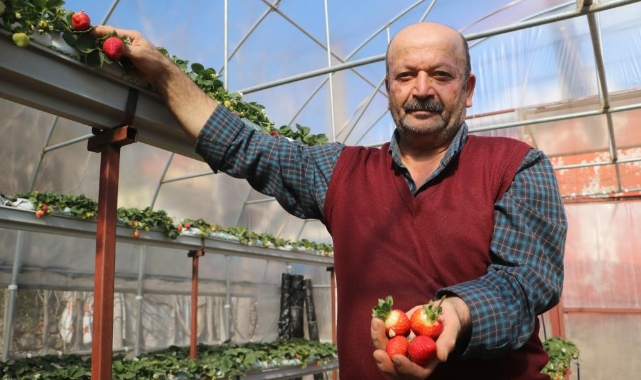 Depremzede adam serasında çilek üretimine başladı