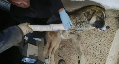 Hakkari’de aracın çarptığı köpek tedavi altına alındı