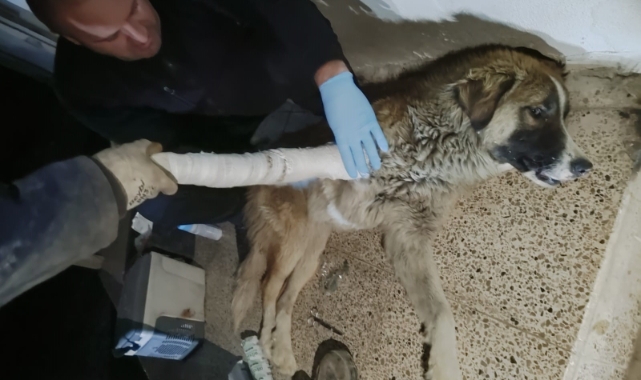 Hakkari’de aracın çarptığı köpek tedavi altına alındı