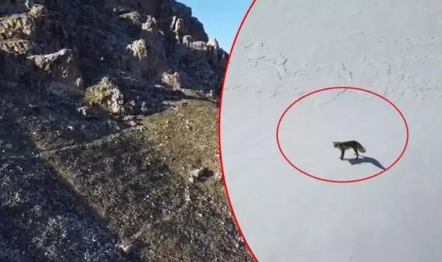 İki ilde nefes kesen görüntü! Drone görünce saldırdı
