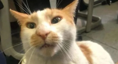 Kan donduran olay: Önce kedi Eros şimdi de Faruk!