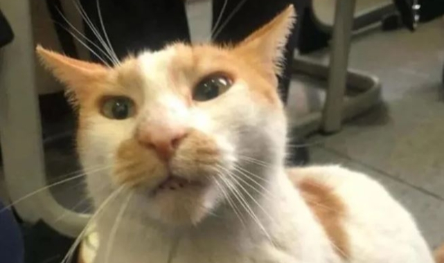 Kan donduran olay: Önce kedi Eros şimdi de Faruk!