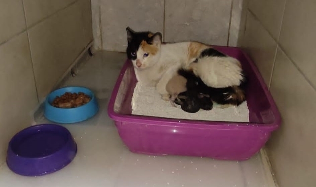 Kedi, İnegöl Devlet Hastanesi'nde doğum yaptı