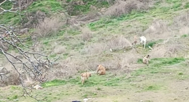 Kız çocuklarına köpekler saldırdı