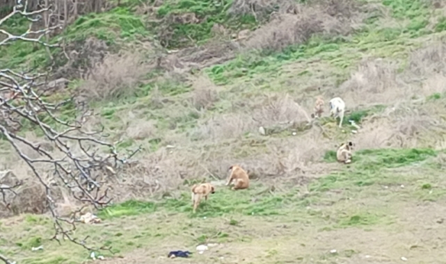 Kız çocuklarına köpekler saldırdı