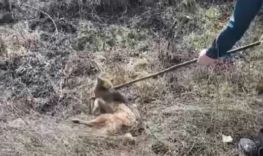 Kuyuya düşen Çakal kurtarıldı