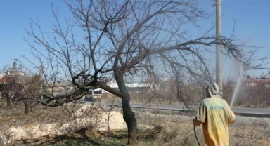 Malatya'da kayısı ağaçları erken tomurcuklandı