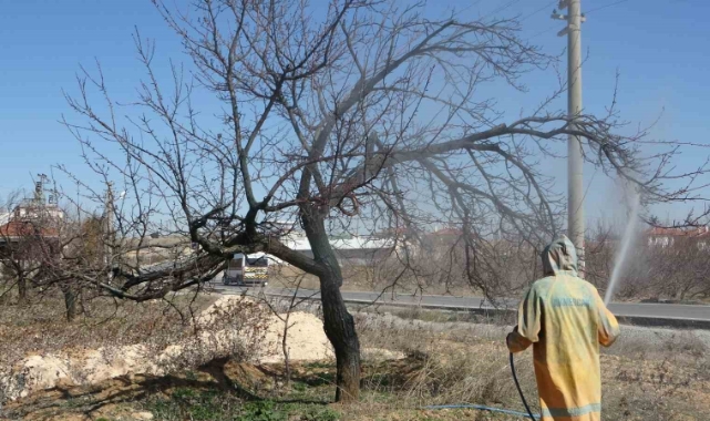 Malatya'da kayısı ağaçları erken tomurcuklandı