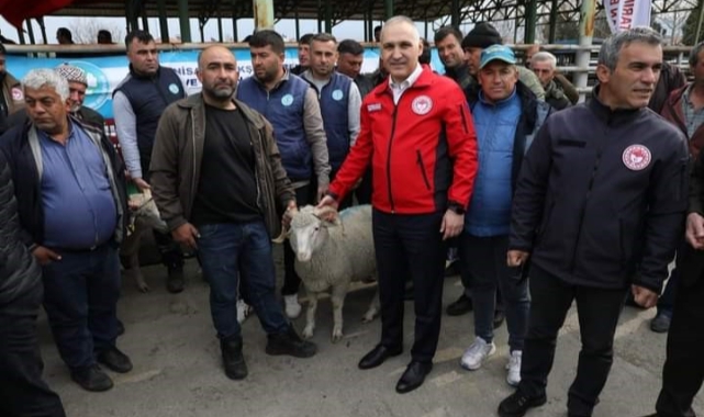 Manisa'da damızlık koç dağıtımı tamamlandı