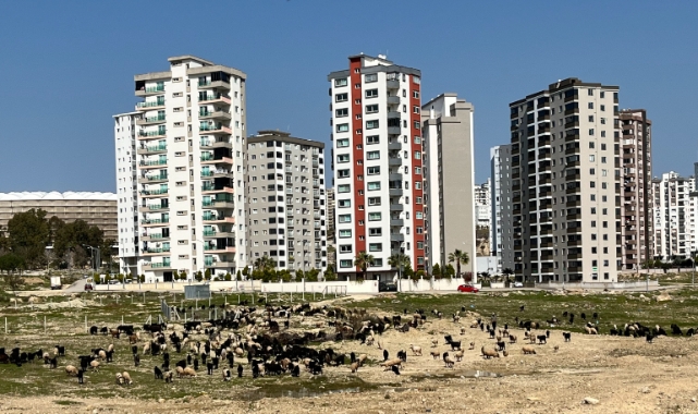 Milyonluk apartmanların önünde hayvanlar otluyor