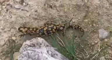 Nesli tükenmekte olan o hayvan Batman'da görüldü