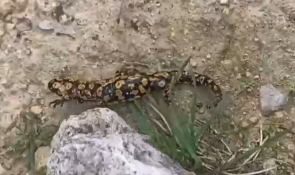 Nesli tükenmekte olan o hayvan Batman'da görüldü