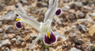 Nevruz çiçekleri açmaya başladı