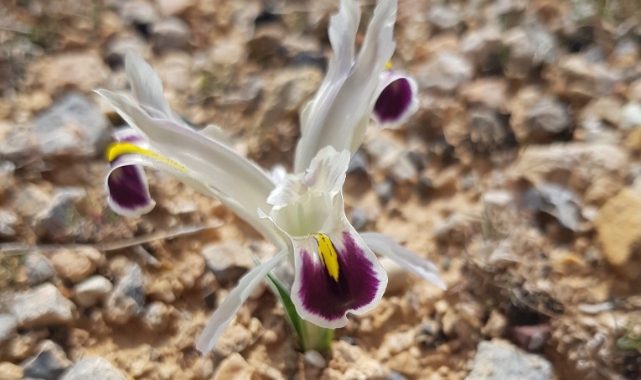 Nevruz çiçekleri açmaya başladı