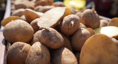 "Patates diyarı"nda çiftçiler ekim mesaisinde