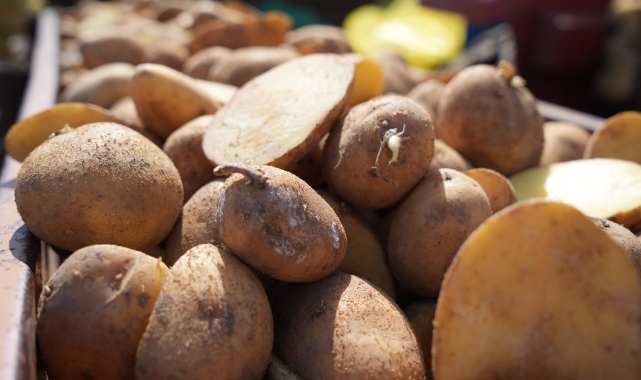 "Patates diyarı"nda çiftçiler ekim mesaisinde