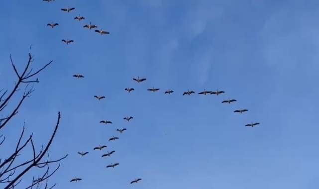 Pelikan sürüsünden  Bursa semalarında görsel şölen