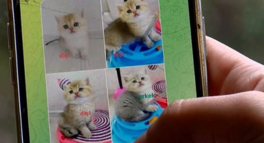 Pet shop'ta yasaklanan hayvan satışı sosyal medyada yapılıyor
