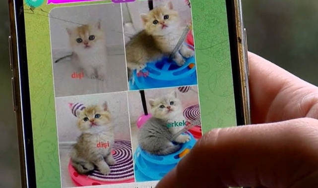 Pet shop'ta yasaklanan hayvan satışı sosyal medyada yapılıyor
