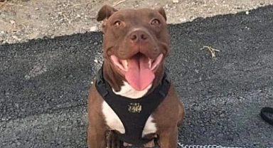Şila isimli köpeği yakarak öldüren caniye 4 yıl hapis cezası