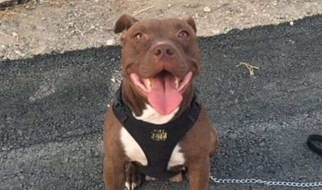 Şila isimli köpeği yakarak öldüren caniye 4 yıl hapis cezası