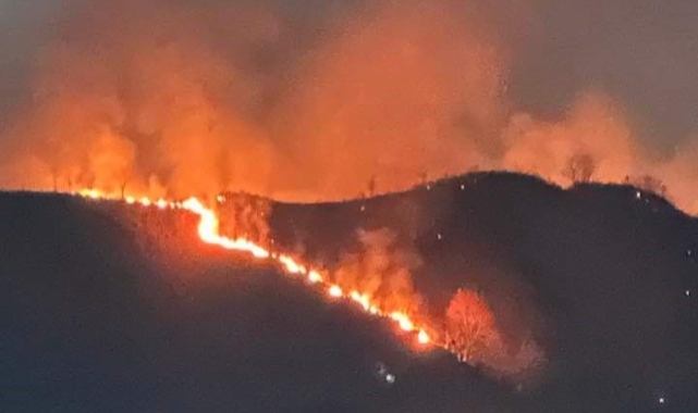 Trabzon'da orman yangını