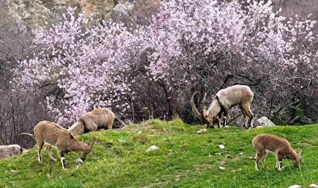 Tunceli'de iki farklı mevsim yaşanıyor