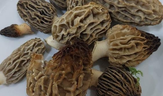 Yağmur sonrası Manisa'da kuzugöbeği bereketi
