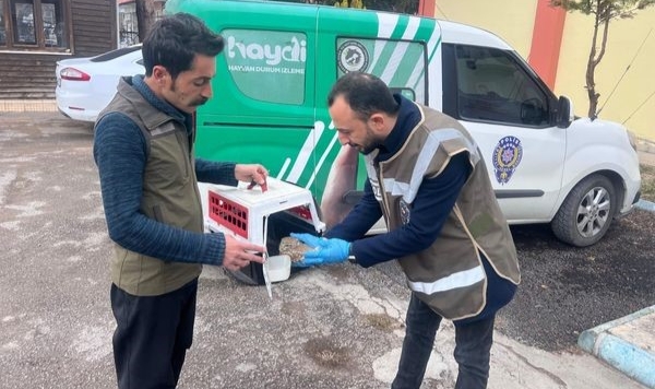 Yaralı baykuş yavrusu tedavi altına alındı