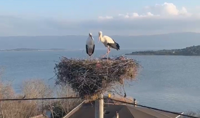 Yaren Leylek eşine kavuştu