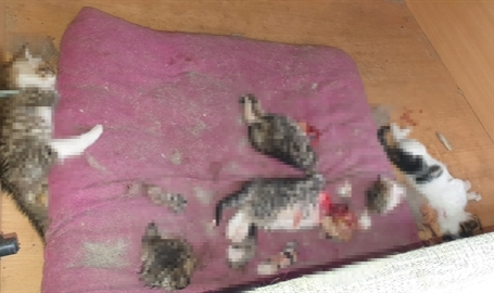Ankara'da kan donduran olay: 6 yavru kedi ölüsü bulundu!