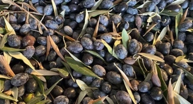 Aşırı yağış zeytini vurdu