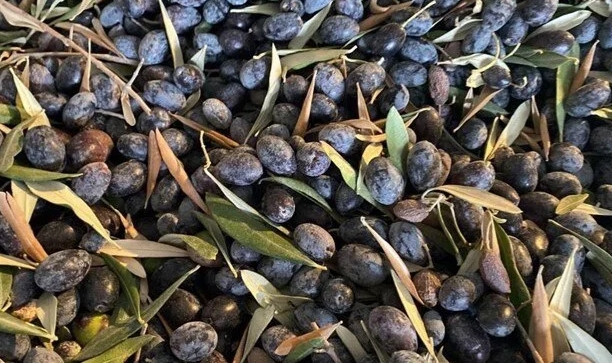 Aşırı yağış zeytini vurdu