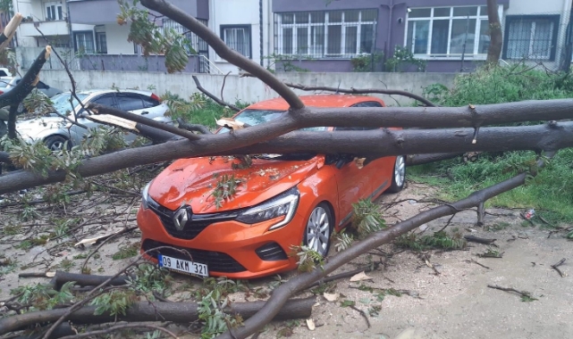 Bandırma’da, çürüyen ağaç otomobilin üzerine devrildi