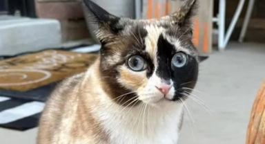 Binlerce kilometre uçan kedi!