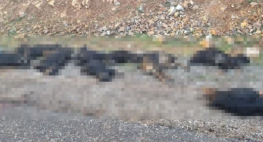 Bitlis'te yıldırım düştü: 17 koyun telef oldu