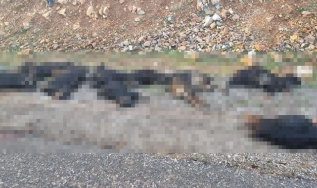 Bitlis'te yıldırım düştü: 17 koyun telef oldu