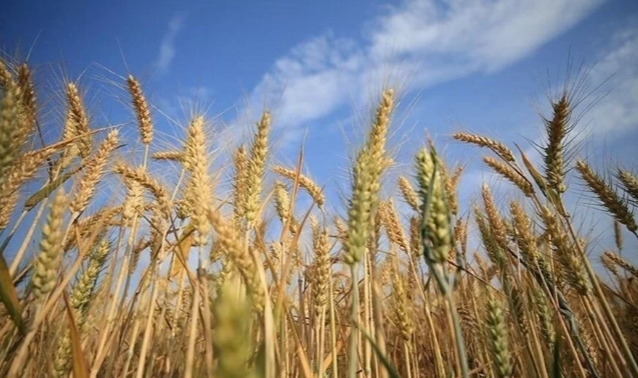 Buğdayda hasat yaklaştı fiyat bekleniyor