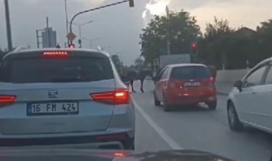 Bursa'da 4 ata eziyet!