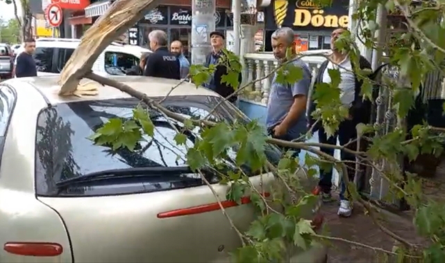 Bursa'da ağaç rüzgara dayanamadı düştü!