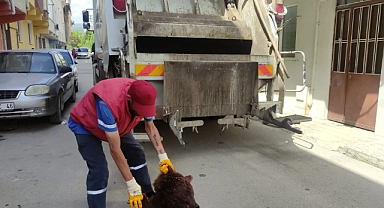 Bursa'da ayıyı parçaladılar!
