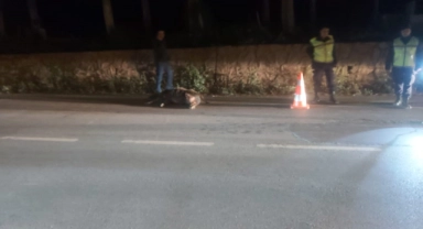Bursa'da kaza: TIR domuza çarptı