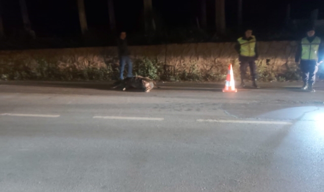 Bursa'da kaza: TIR domuza çarptı