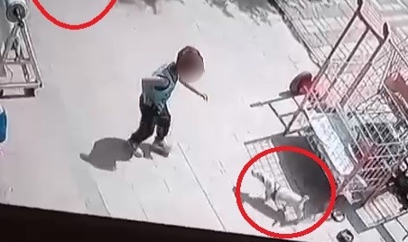 Gördüğü köpeği önce sevdi sonra çaldı!