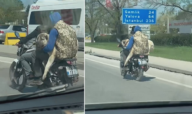 Hem kendi canlarını hem köpeği tehlikeye attılar