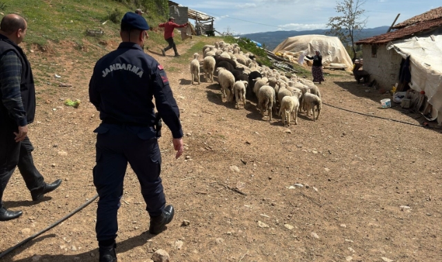 Hisarcık’ta kaybolan 55 küçükbaş hayvanı jandarma buldu