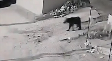 İznik'te ayı köye indi