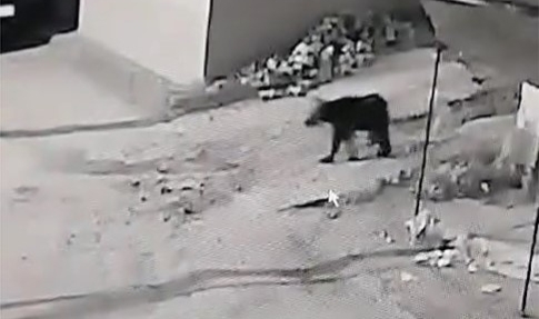 İznik'te ayı köye indi