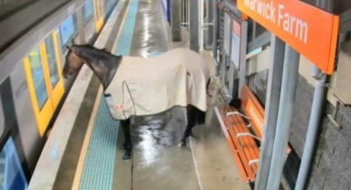 Kaçan yarış atı tren istasyonuna daldı